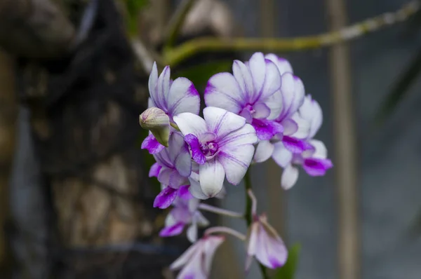 Dendrobium Enobi Orkidé Grunt Fokus — Stockfoto