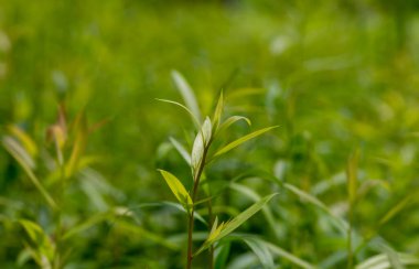 Yogyakarta, Endonezya 'da, çocuk odasında seçilmiş odak noktası Cajuput (Melaleuca cajuputi) tohumları