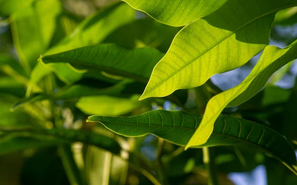 Yeşil mango. Sığ odak noktasında taze yapraklar. Arka plan görüntüsü.