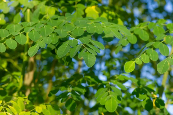 Kelor or Drumstick tree (Moringa oleifera) green leaves selected focus