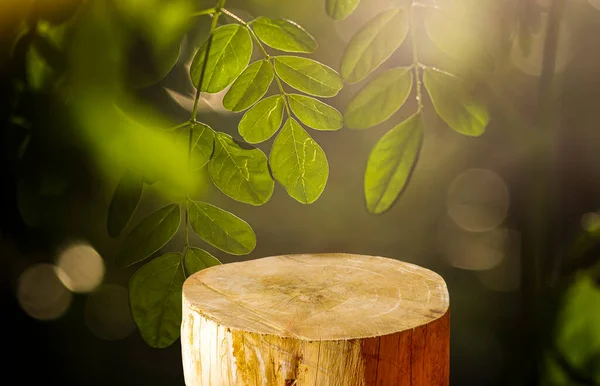 Kelor veya Drumstick ağacı (Moringa oleifera) yeşil yaprakları ile ürün gösterimi için yuvarlak ahşap testereyle kesilmiş silindir şekli