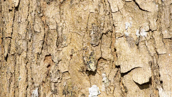 Γάβγισμα Δέντρου Δάσους Φυσικό Φόντο Και Ταπετσαρία — Φωτογραφία Αρχείου