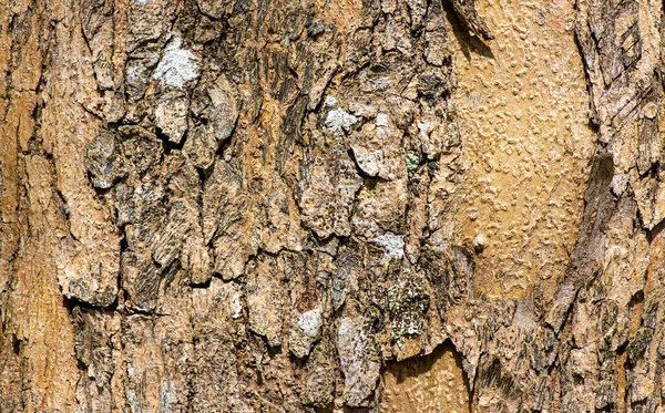 Boomschors Van Een Bosplant Natuurlijke Achtergrond Behang — Stockfoto