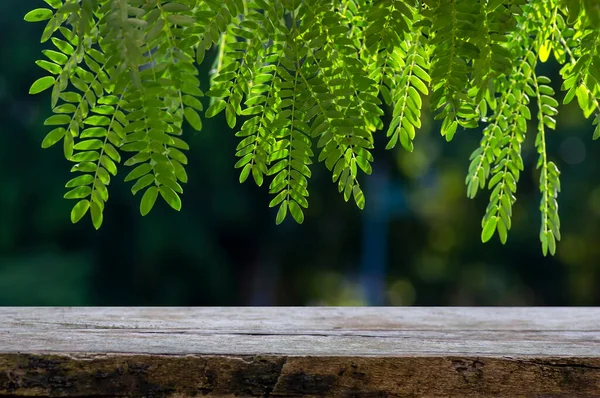 River tamarind (Leucaena löcocephala) yeşil yaprakları önünde ürün gösterimi için eski ahşap masa