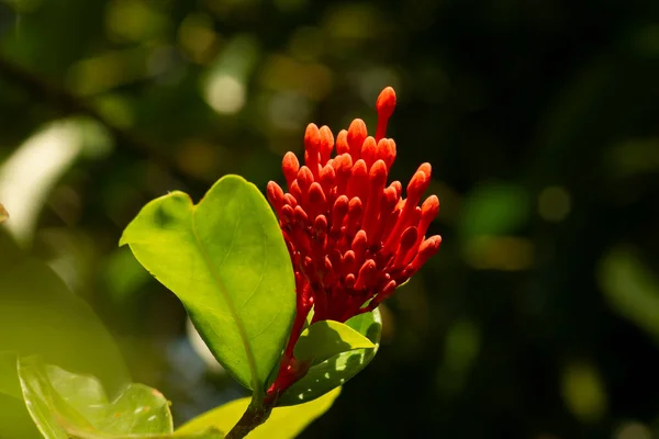 Soka Flower Ixora Coccinea Jungle Geranium Flame Woods Uma Espécie — Fotografia de Stock