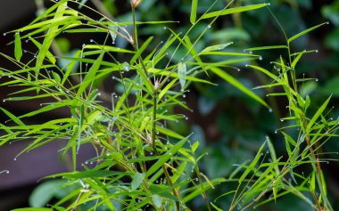 Bambu yeşili yapraklar, sığ odak, doğal bilgisayar arkaplanı ve duvar kağıdı yağmurundan sonra
