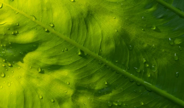 Feuilles Vertes Avec Éclaboussure Eau Foyer Sélectionné Pour Fond Naturel — Photo