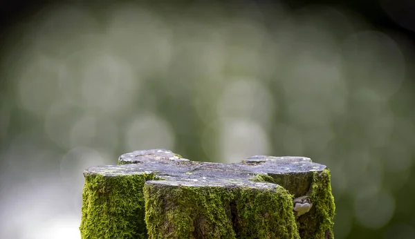 Круглая Деревянная Вырезанная Форма Зеленым Мхом Демонстрации Продукции Естественном Боке — стоковое фото