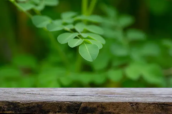 Eski ahşap masa yeşil moringa önünde ürün gösterimi için boş (Drumstick tree (Moringa oleifera) yaprakları