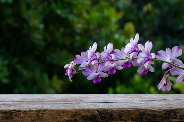 Gammal Trä Tomt Bord För Produktvisning Framför Dendrobium Enobi Orkidé — Stockfoto
