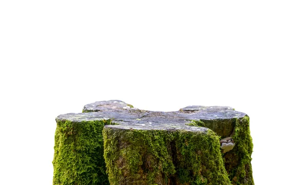 Στρογγυλό Ξύλινο Σχήμα Κοπής Πράσινα Βρύα Για Οθόνη Προϊόντος Λευκό — Φωτογραφία Αρχείου