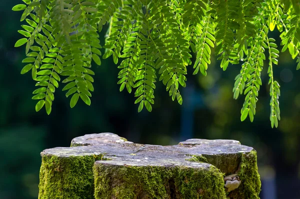 Yeşil yosunlu yuvarlak ahşap kesim şekilli, nehir demirhindi (Leucaena löcocephala) yeşil yapraklı ürün gösterimi için.