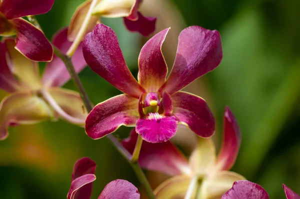 Färgglada Dendrobium Morgonsol Grunt Fokus — Stockfoto
