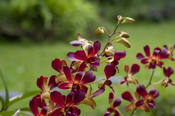 Bunte Dendrobium Morgensonne Flachen Fokus — Stockfoto