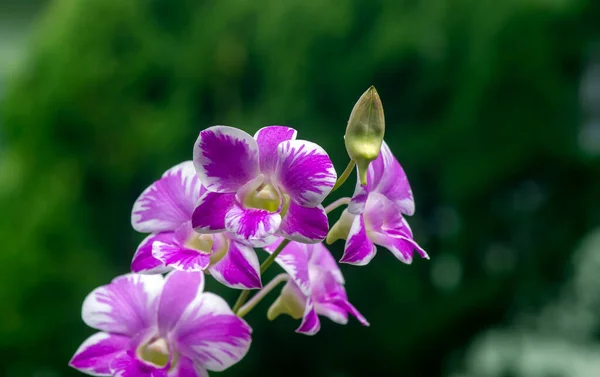 Πολύχρωμη Ορχιδέα Dendrobium Enobi Ρηχή Εστίαση — Φωτογραφία Αρχείου