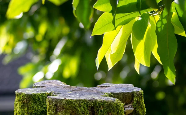 Su elmaları (Syzygium aqueum) yeşil yaprakları ile ürün gösterimi için yeşil yosun ile yuvarlak ahşap kesim şekli