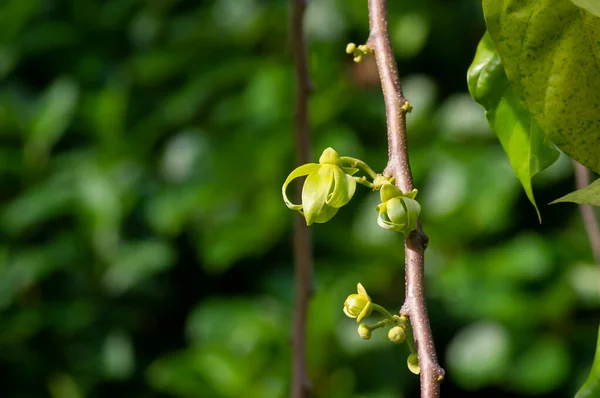 Een Cananga Odorata Bloem Bekend Als Cananga Geselecteerd Focus — Stockfoto