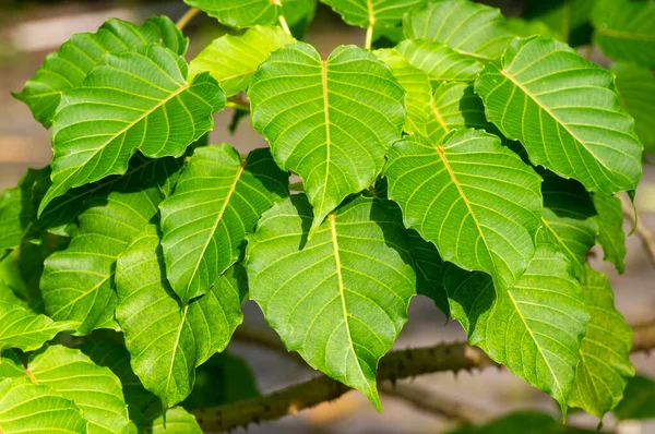 Kalpataru Ficus Religiosa Bodhi Baumgrüne Blätter Ausgewählter Fokus Natürlicher Hintergrund — Stockfoto