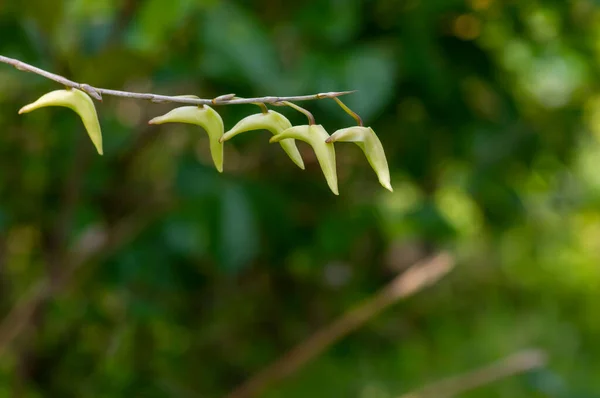 Güvercin Orkidesi Güvercin Çiçeği Dendrobium Crumenatum Neredeyse Çiçek Açıyor — Stok fotoğraf