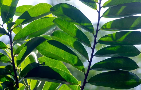 Soursop yeşil yaprakları (Annona muricata L.), ayrıca graviola, guyabano olarak da bilinir. Seçili odak