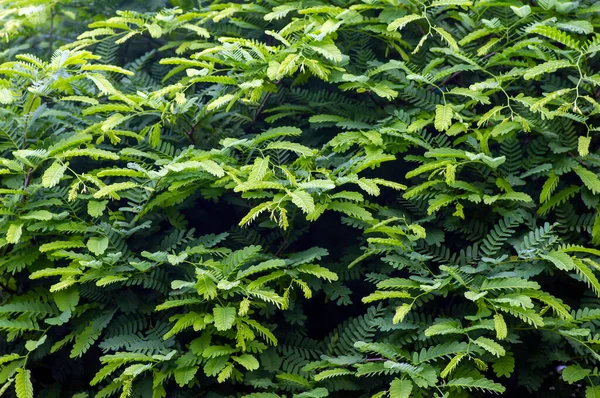 タマリンド川 Leucaena Leucocephala の緑の葉自然背景 — ストック写真