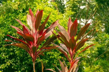 Yeşil bokeh arkaplanlı Hawaii Ti Bitkileri (Cordyline minalis)