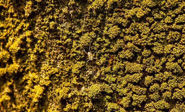 Pequeno Inseto Superfície Madeira Velha Musgosa Foco Raso Antecedentes — Fotografia de Stock