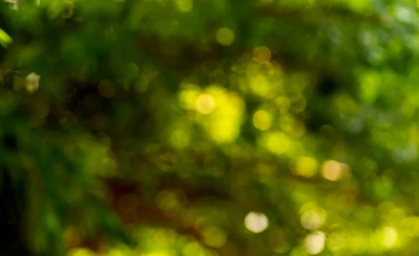 Зеленый Желтый Боке Абстрактный Фон Красочные Блестки Размягчены Листьев Саду — стоковое фото