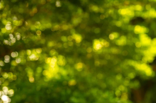 Verde Giallo Bokeh Sfondo Astratto Glitter Colorato Sfocato Dalle Foglie — Foto Stock