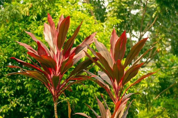 Yeşil bokeh arkaplanlı Hawaii Ti Bitkileri (Cordyline minalis)