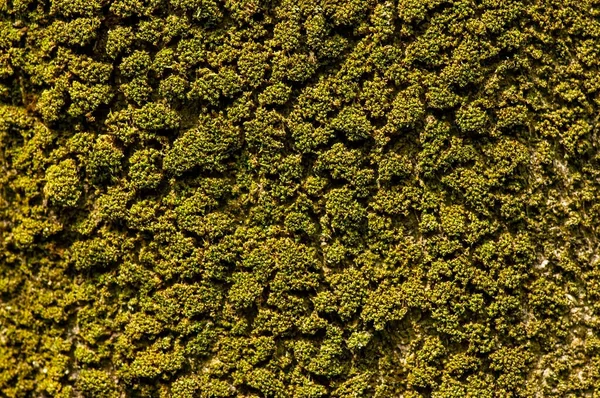 Groen Mos Het Oude Houtoppervlak Ondiepe Focus Computerachtergrond — Stockfoto