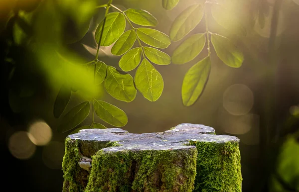 Ürün gösterimi için yuvarlak ahşap kesim şekli Kelor veya Drumstick ağacı (Moringa oleifera) yeşil yapraklı arka plan fotoğrafı