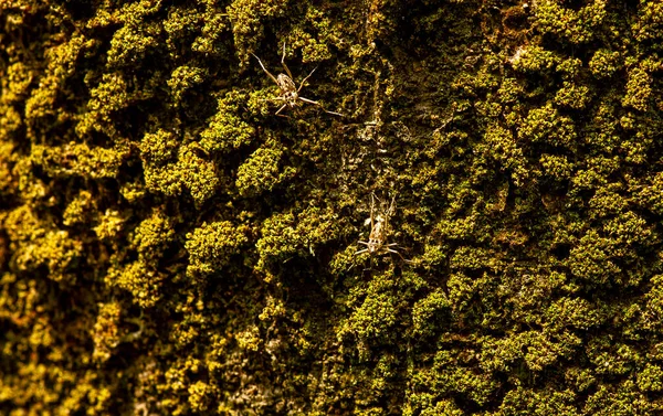 两只小昆虫在青苔色的老木表面上 集中在浅层 计算机背景 — 图库照片