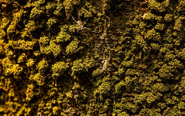 Twee Kleine Insecten Mossig Oud Houtoppervlak Ondiepe Focus Computerachtergrond — Stockfoto