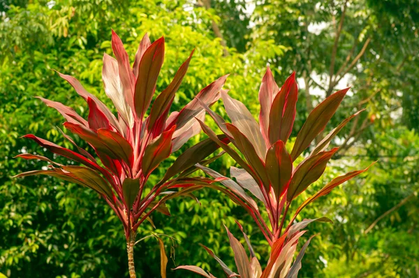 Hawaiian Växter Cordyline Minalis Med Grön Bokeh Bakgrund Stockbild