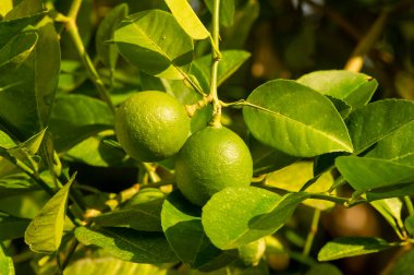 Taze limon, limon (Citrus aurantifolia) ağaçta.