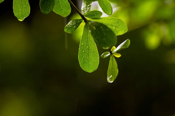 Ketapang Kencana Terminalia Mantaly Madagáscar Amêndoa Folhas Verdes Foco Selecionado — Fotografia de Stock