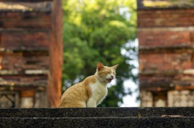 Geçmişi bulanık pembe burunlu sevimli bir yerel kedi.