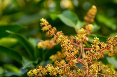 Mango flowers (Mangifera indica) with green leaves, in shallow focus