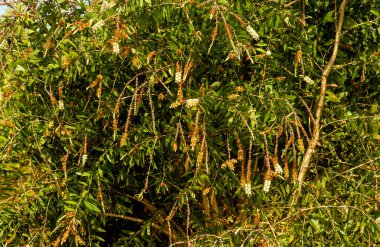 Melaleuca cajuputi flower, commonly known as cajuput