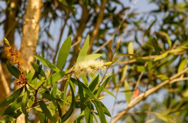 Melaleuca cajuputi flower, commonly known as cajuput
