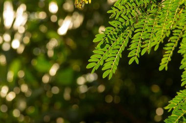 Nehir demirhiri (Leucaena leucocephala) bokeh arkaplanlı yeşil yapraklar