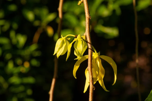 Een Cananga Odorata Bloem Bekend Als Cananga Geselecteerd Focus — Stockfoto