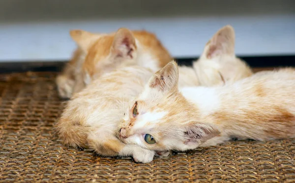 Baby Cats Kittens Sleeping Shallow Focus — Zdjęcie stockowe