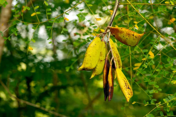 Secang Sappan Tree Caesalpinia Sappan Linn Seeds — Stockfoto