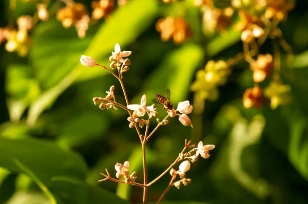 Tahongai Guest Tree Kleinhovia Hospita Known Timoho Java Indonesia Flowers — Fotografia de Stock