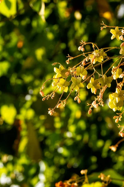 Tahongai Guest Tree Kleinhovia Hospita Known Timoho Java Indonesia Flowers — Stockfoto