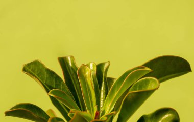 Close up of Adenium green leaves, also known as desert rose, with yellow background
