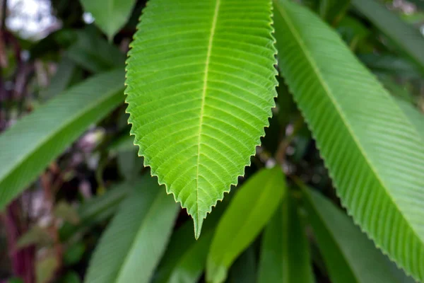 Dillenia indica leaves, commonly known as elephant apple, a species of Dillenia native to China and tropical Asia