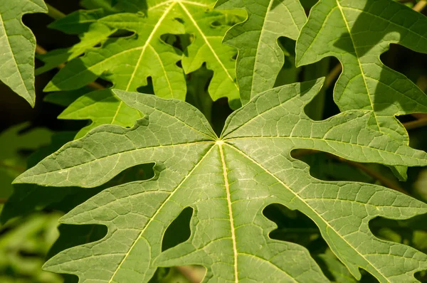 Green papaya (Carica papaya) leaves, natural background